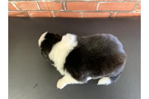 成約済の愛知県のボーダーコリー-127707の2枚目