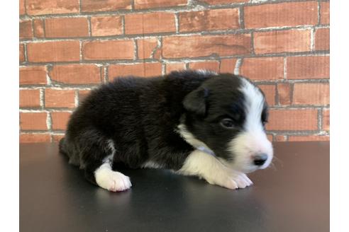 成約済の愛知県のボーダーコリー-127708の4枚目