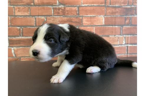 成約済の愛知県のボーダーコリー-127708の3枚目