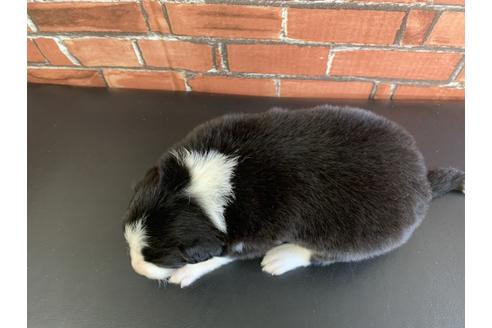 成約済の愛知県のボーダーコリー-127708の2枚目