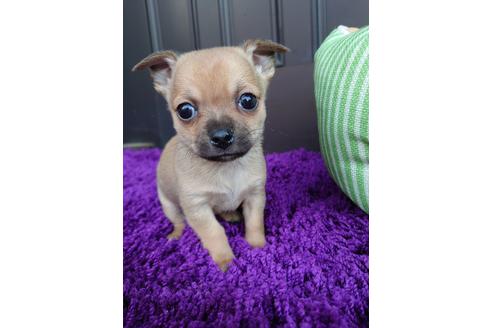 成約済の埼玉県のチワワ(スムースコート)-126306