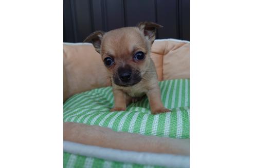 成約済の埼玉県のチワワ(スムースコート)-126306の4枚目