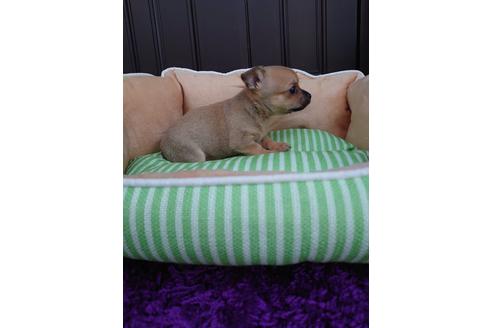 成約済の埼玉県のチワワ(スムースコート)-126306の2枚目