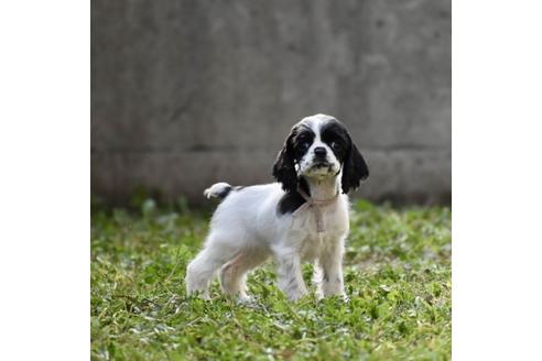 成約済の群馬県のアメリカンコッカースパニエル-123403の1枚目