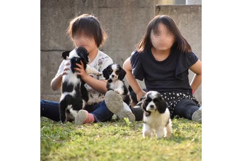 成約済の群馬県のアメリカンコッカースパニエル-123400の5枚目