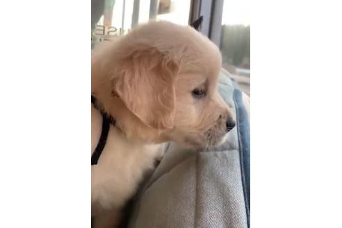 成約済の石川県のゴールデンレトリーバー-127733の1枚目