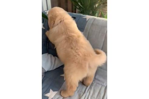 成約済の石川県のゴールデンレトリーバー-127733の2枚目