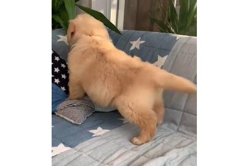 成約済の石川県のゴールデンレトリーバー-127734の2枚目