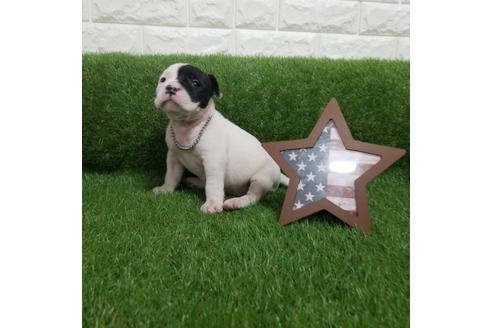 成約済の沖縄県のミックス犬-126135の6枚目