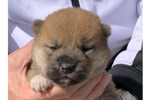 成約済の長崎県の柴犬-127742の1枚目