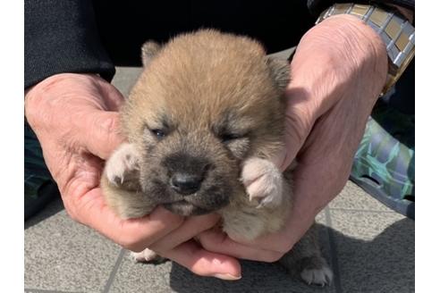 成約済の長崎県の柴犬-127742の5枚目