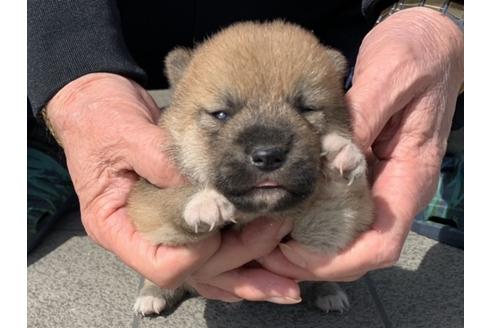 成約済の長崎県の柴犬-127742の4枚目
