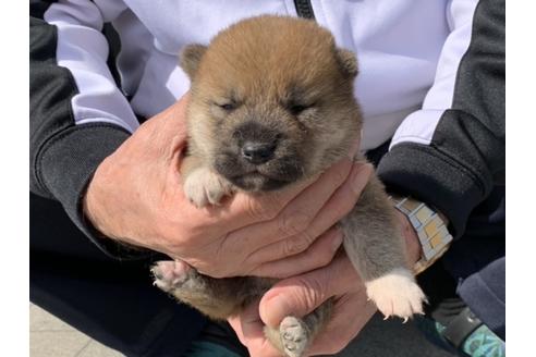 成約済の長崎県の柴犬-127742の2枚目