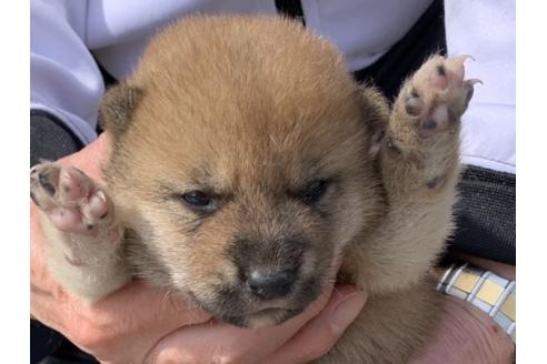成約済の長崎県の柴犬-127745の1枚目