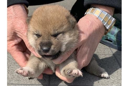 成約済の長崎県の柴犬-127745の5枚目