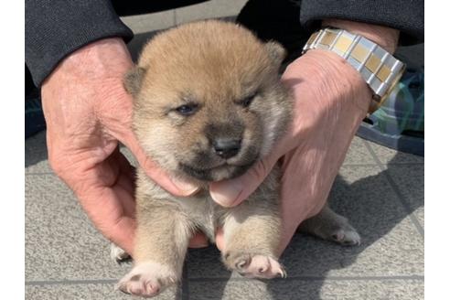 成約済の長崎県の柴犬-127745の4枚目