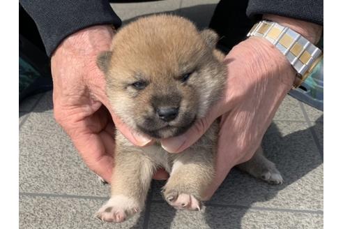 成約済の長崎県の柴犬-127745の3枚目
