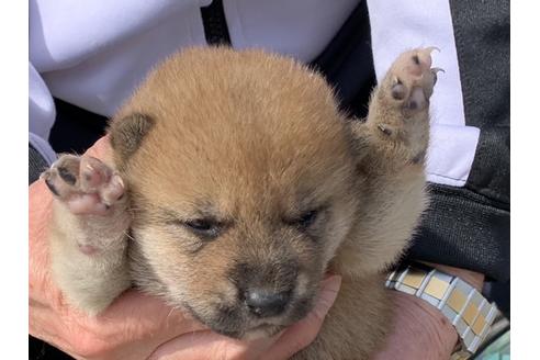 成約済の長崎県の柴犬-127745の2枚目