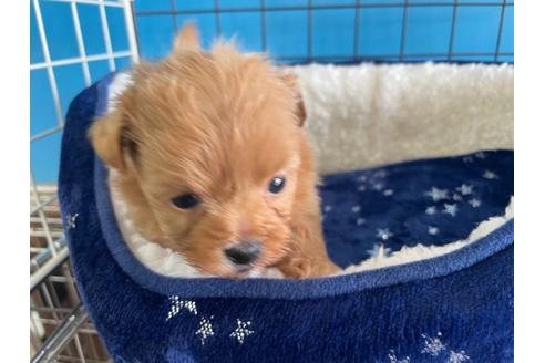 成約済の愛媛県のミックス犬-127749の1枚目