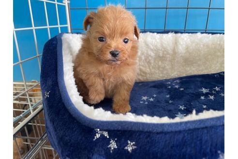 成約済の愛媛県のミックス犬-127749の2枚目