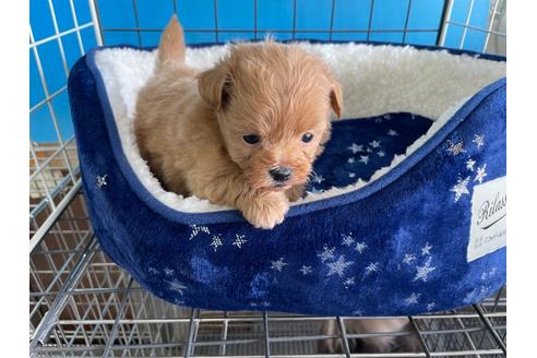 成約済の愛媛県のミックス犬-127749の3枚目