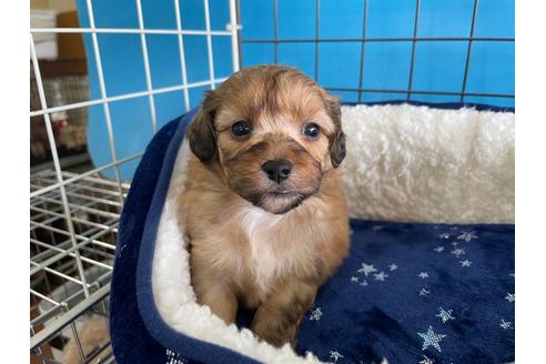 成約済の愛媛県のミックス犬-127751の2枚目