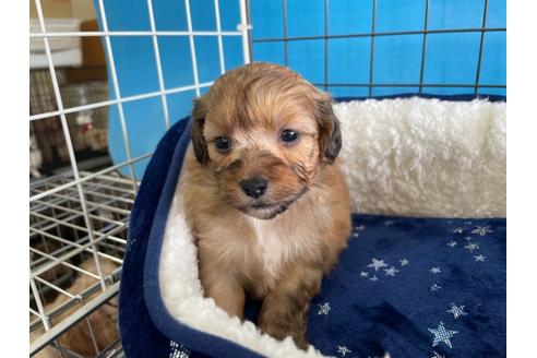 成約済の愛媛県のミックス犬-127751の3枚目