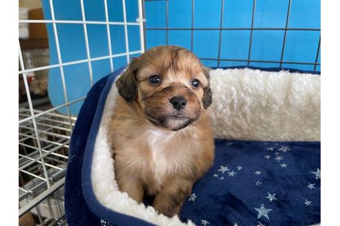 成約済の愛媛県のミックス犬-127751