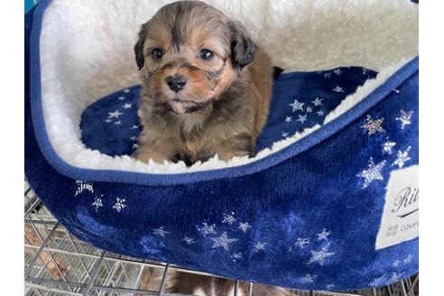 成約済の愛媛県のミックス犬-127752