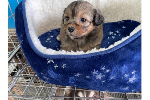 成約済の愛媛県のミックス犬-127752の2枚目