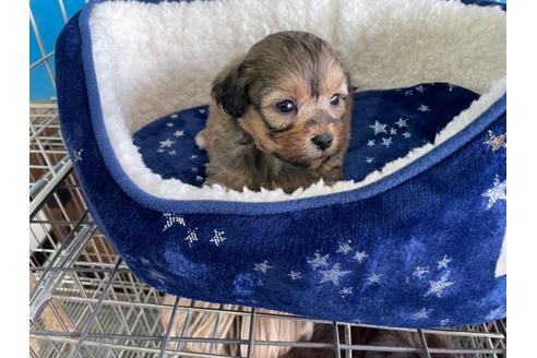 成約済の愛媛県のミックス犬-127752の3枚目