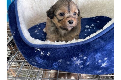 成約済の愛媛県のミックス犬-127752の4枚目