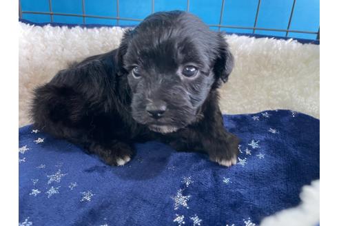 成約済の愛媛県のミックス犬-127756の1枚目