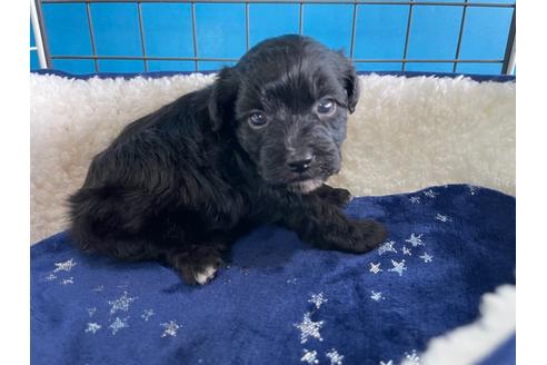 成約済の愛媛県のミックス犬-127756の2枚目