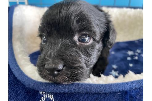 成約済の愛媛県のミックス犬-127756の3枚目