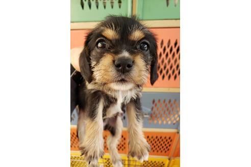 成約済の大阪府のミックス犬-127775の1枚目