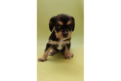 成約済の大阪府のミックス犬-127775の10枚目