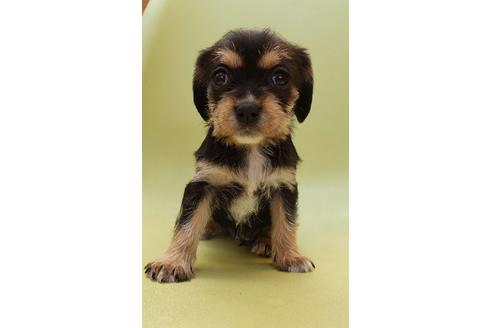 成約済の大阪府のミックス犬-127775の4枚目