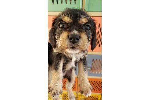 成約済の大阪府のミックス犬-127775の2枚目