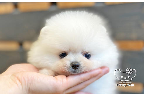 成約済の愛知県のポメラニアン-127795の12枚目