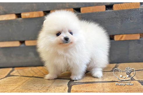 成約済の愛知県のポメラニアン-127795の13枚目