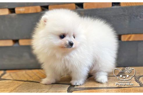 成約済の愛知県のポメラニアン-127795の14枚目