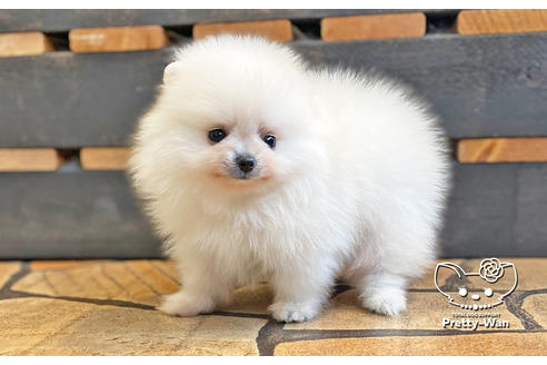 成約済の愛知県のポメラニアン-127795の16枚目