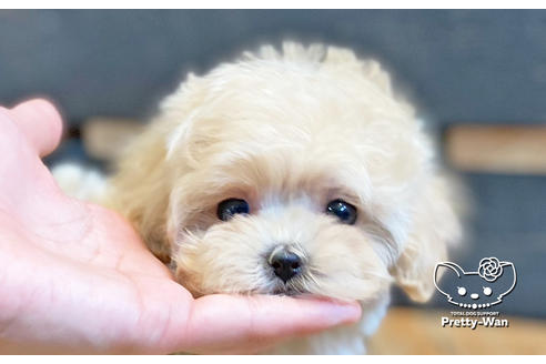 成約済の愛知県のマルプー:マルチーズ×トイプードル-127796の3枚目