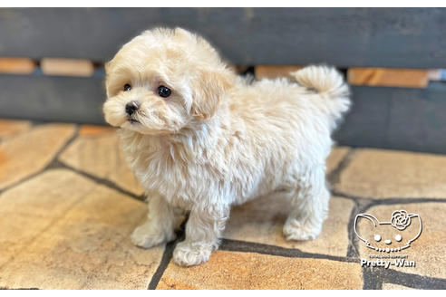 成約済の愛知県のマルプー:マルチーズ×トイプードル-127796の4枚目