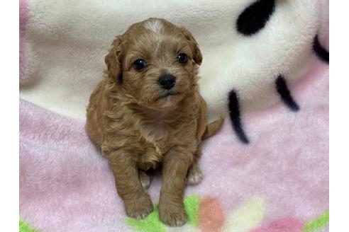 成約済の滋賀県のチワプー:チワワ×トイプードル-127798の1枚目