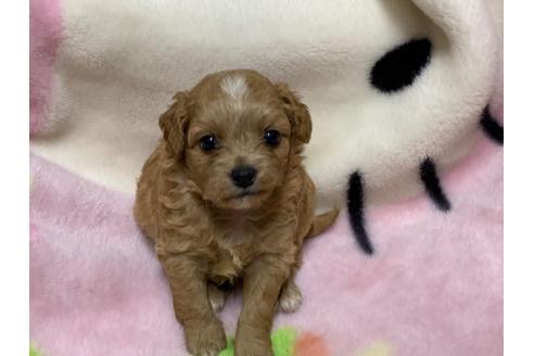 成約済の滋賀県のチワプー:チワワ×トイプードル-127798の5枚目