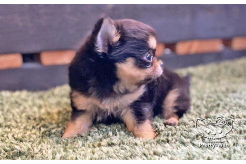 成約済の愛知県のチワワ(ロングコート)-127799の2枚目