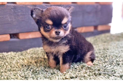 成約済の愛知県のチワワ(ロングコート)-127799の3枚目