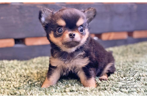 成約済の愛知県のチワワ(ロングコート)-127799